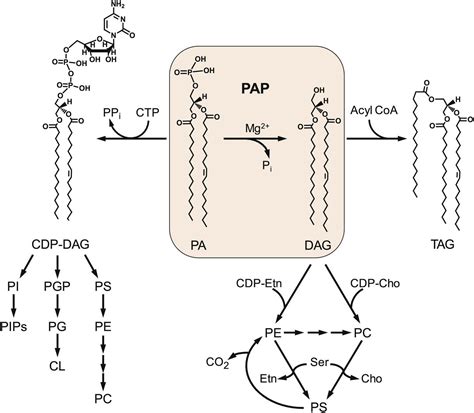 A review of phosphatidate phosphatase assays - Journal of Lipid Research