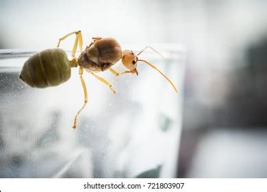 154 Ant Queen Mating Images, Stock Photos & Vectors | Shutterstock