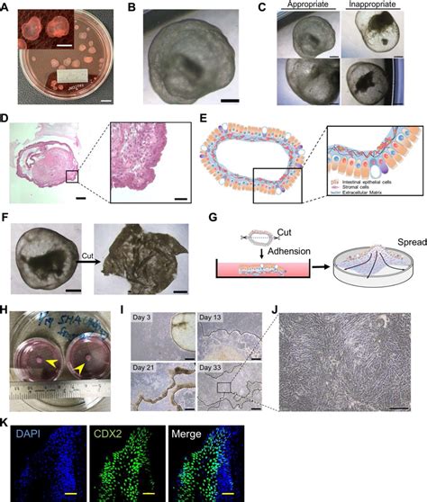 Isolation of intestinal epithelial cells from small intestinal ...