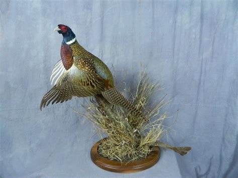 Showpiece Taxidermy: South Dakota Pheasant Mounts