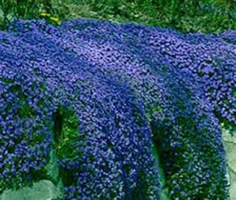 50 AUBRIETA ROYAL BLUE Rock Cress Perennial Fragrant