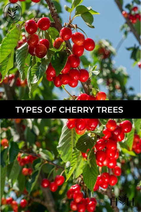 10 types of cherry trees 🍒 🌳 Dive into the world of sweet and tart ...