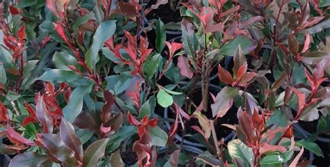 Photinia Red Robin