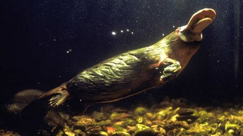 It turns out that platypuses glow in the dark - ABC Radio National