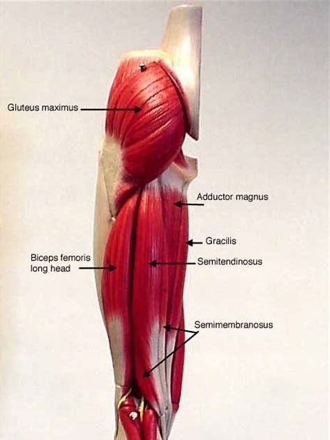 Lower Body Muscle Diagram