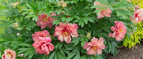 Why You Need Herbaceous & Itoh Peonies 🌸 The Gardener's Center • Darien, CT