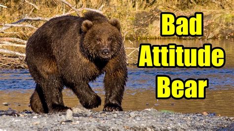 Bad Attitude Kodiak Bear - 1Funny.com