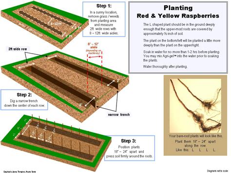 Niwot Raspberry Plant: Small fruit plants shipped from Nourse Farms|