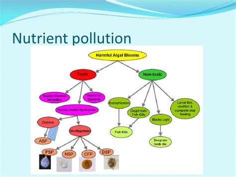 PPT - Numeric Nutrient Criteria PowerPoint Presentation, free download - ID:1287501