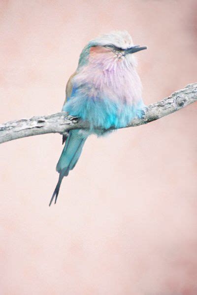 Colorful Birds Photography by Harley Weir