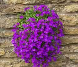 purple flowers growing out of a pot in front of a stone wall