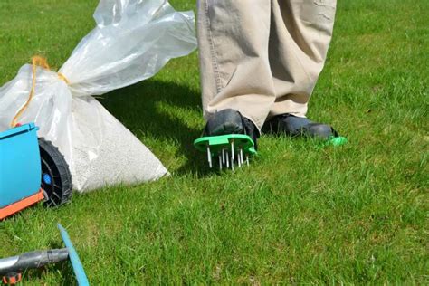 Fertilizer for Fescue - Types, Amounts, And When to Apply - Gardenia Organic