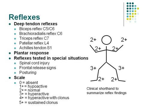 Patellar Tendon Reflex