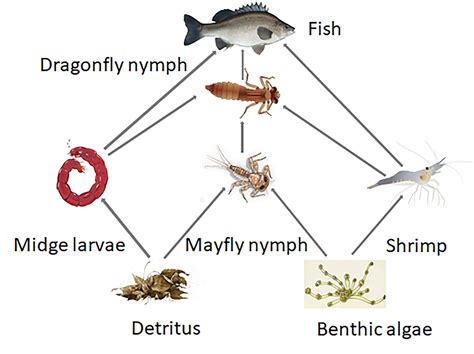 Fine dining for fish? Wetland and anabranch systems offer the ‘best ...