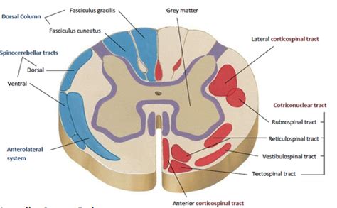 56 Best of What Does Fasciculus Cuneatus Mean - insectza