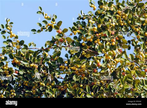 Guava Tree High Resolution Stock Photography and Images - Alamy