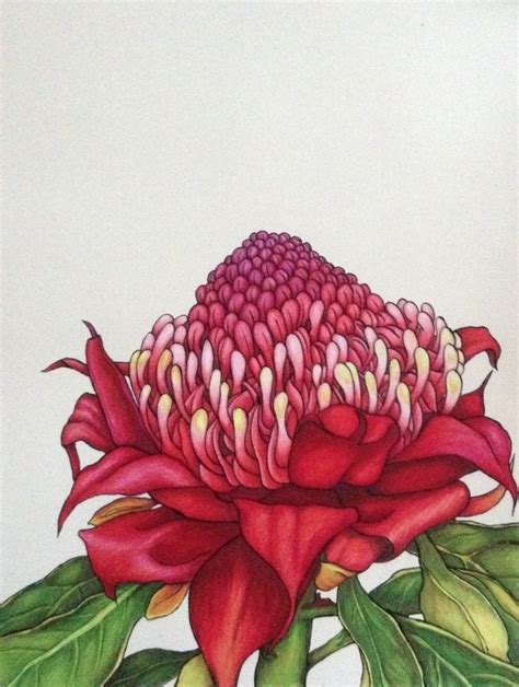 Waratah 1 | occasionalartist | Botanical painting, Australian native ...