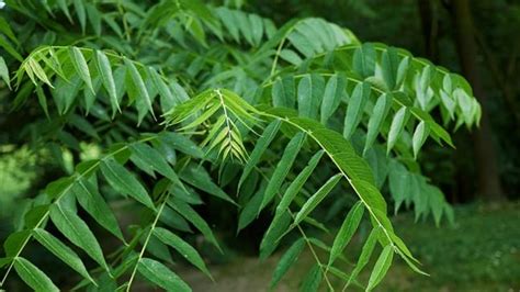 Black Walnut (Juglans nigra) - British Trees - Woodland Trust