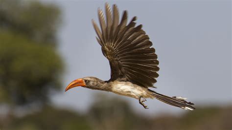 African Savanna Birds Flying - Pets Lovers