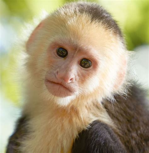 Pin by Charity S on Happiness | Types of monkeys, Capuchin monkey ...