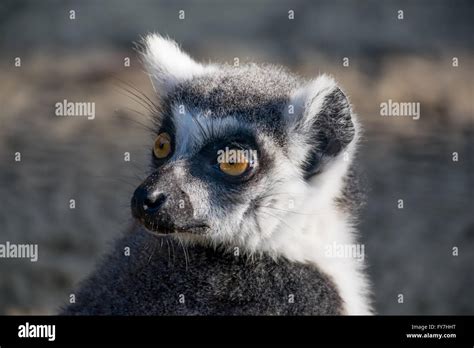 A funny little lemur Stock Photo - Alamy