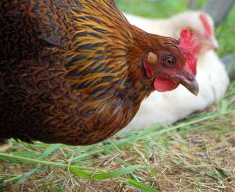 Partridge rock? | BackYard Chickens