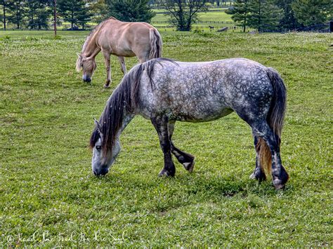 Kentucky Horse Park | Lexington Kentucky | Travel The Food For The Soul