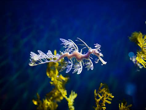 Leafy Seadragon | California Academy of Sciences