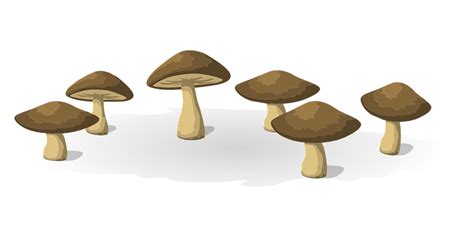 Mushrooms Vegetables Food · Free vector graphic on Pixabay