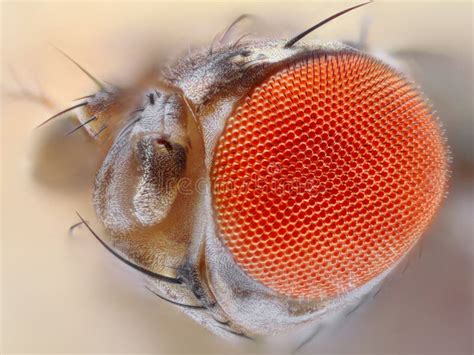 Fruit Fly Eye Close Up Stock Photography - Image: 29981812