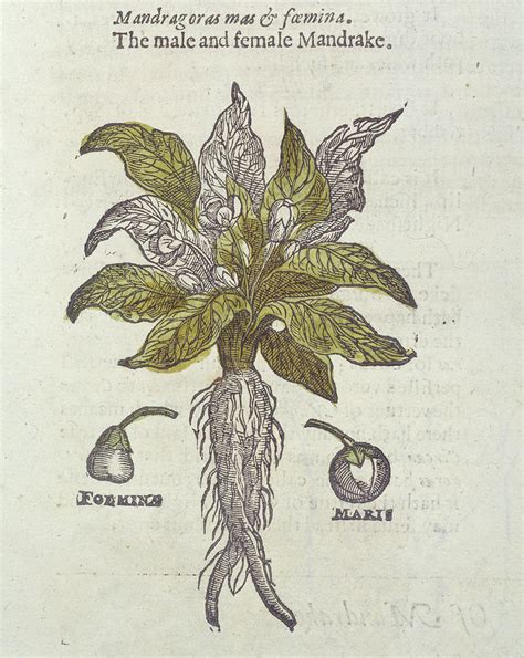 Mandrake Plant Photograph by Natural History Museum, London/science ...