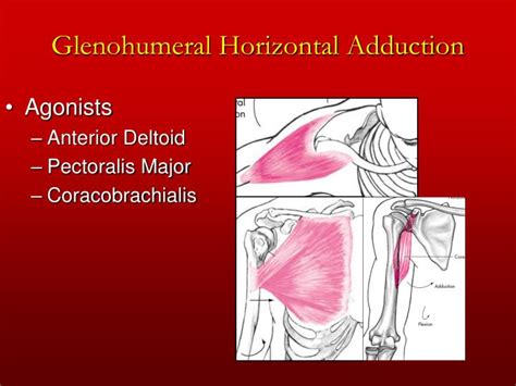 PPT - Chapter 5 The Shoulder Joint PowerPoint Presentation - ID:172726