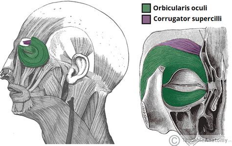 Orbicularis Oculi - Actions - Innervation - TeachMeAnatomy