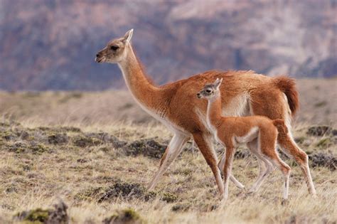 10 Things to Know About Guanacos