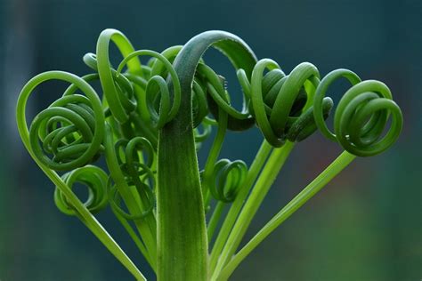 Spiral Grass Succulent (Albuca Spiralis) 101: Care and Propagation ...