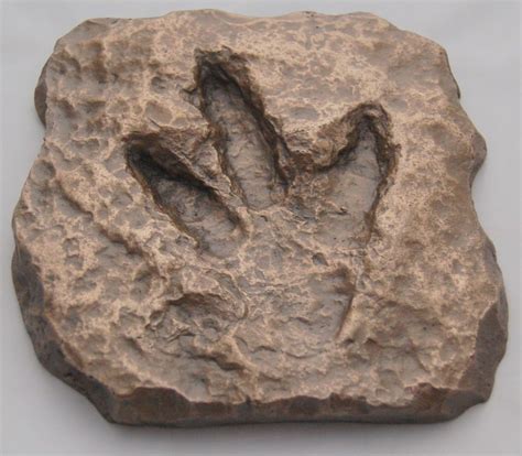 Baby Dinosaur Footprint – cast made from original fossil. A superb display piece. ThisBaby ...