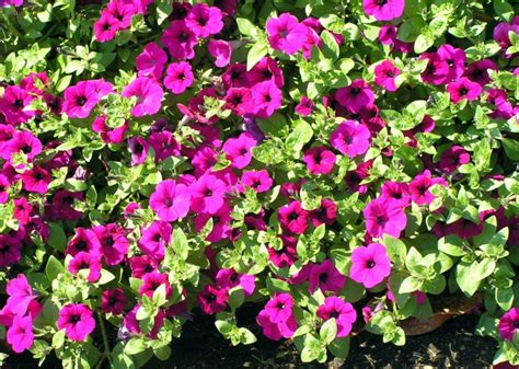 Petunia | Home & Garden Information Center