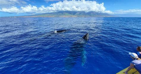 Best Maui Whale Watching Tours 2020 | Whale Sightings Guaranteed‎