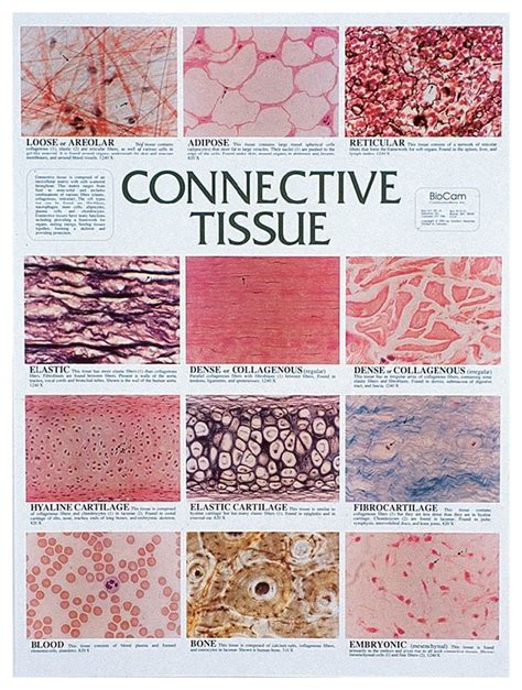 Connective Tissue Chart - Education Supplies, Classroom Charts and Signs | Anatomy and ...