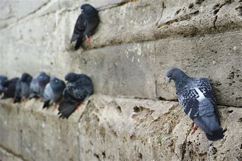 What Diseases are Carried by Pigeons and Other Birds? | Pest Defence