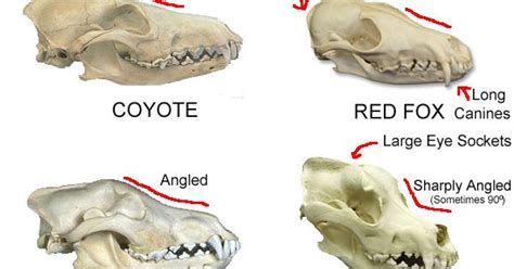 coyote skull structure - Google Search | Taxidermy | Pinterest | Coyote ...