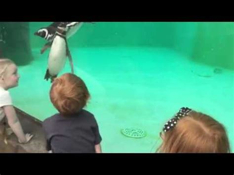 Penguins at Blackpool Zoo - YouTube