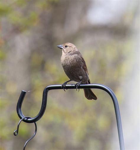 Sparrow in Close Up · Free Stock Photo