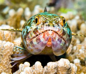 Reef Fish in the Bahamas | Bahamas Snorkeling Tours