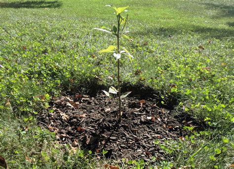 How To Grow A Dogwood Tree From Seed | Storables