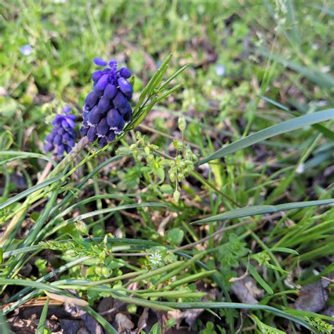 [Oc] grape hyacinth growing wild. I plan to collect several and place ...