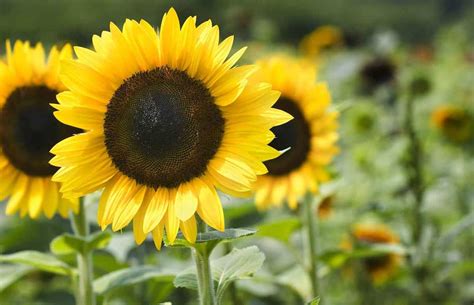 Are Sunflowers Perennials?