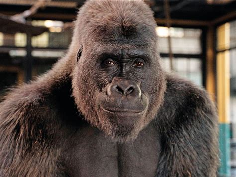 The remarkable true story of Ivan, the gorilla at the centre of Disney’s new movie | Hollywood ...