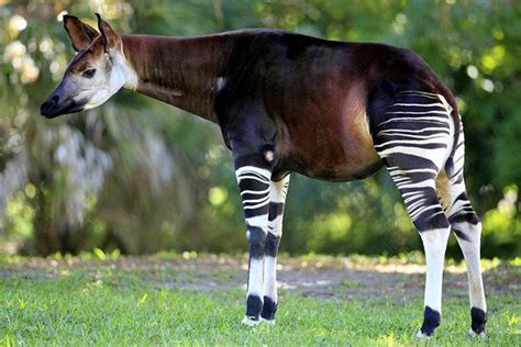 Pin on Okapi, Forest Giraffe, Okapia johnstoni, giraffid artiodactyl ...