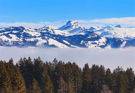 Switzerland, Schwyz, winter, wintertime, view, landscape, tree, spruce ...